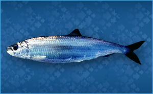 Pictures of Atlantic Herring