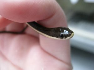 Baby Queen Snake Image