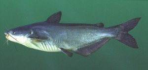 Blue Catfish Picture