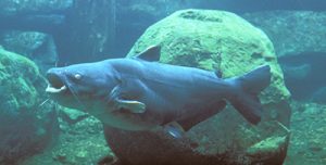 Images of Blue Catfish