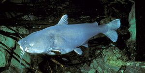 Photos of Blue Catfish