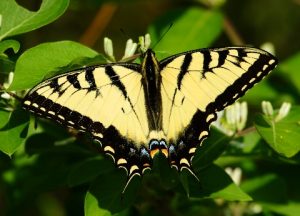 Eastern Tiger Swallowtail Picture