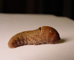 Eastern Tiger Swallowtail Caterpillar Image