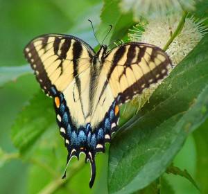 Photos of Eastern Tiger Swallowtail