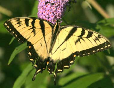Pictures of Eastern Tiger Swallowtail