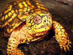 Eastern box turtle Picture