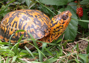 Images of Eastern box turtle