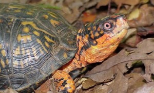 Photos of Eastern box turtle