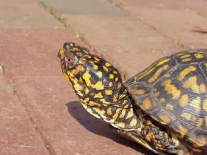 Pictures of Eastern box turtle 