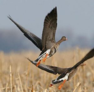 Flying Greater White-Fronted Goose Image