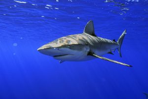 Galapagos Shark Picture
