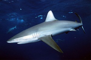 Photos of Galapagos Shark