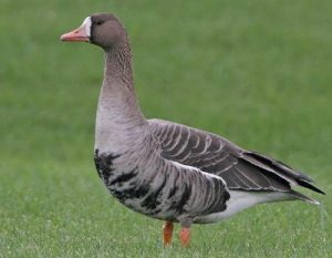 Greater White-Fronted Goose Picture