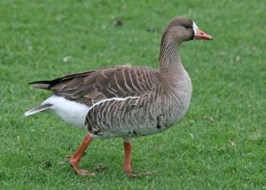 Images of Greater White-Fronted Goose