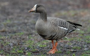 Greater White-Fronted Goose Life History and Identification