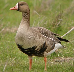 Pictures of Greater White-Fronted Goose