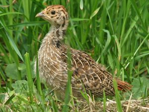 Grey Partridge Chik Photo