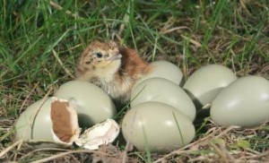 Grey Partridge Eggs Photo