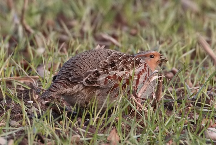 Images of Grey Partridge