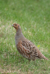 Pictures of Grey Partridge