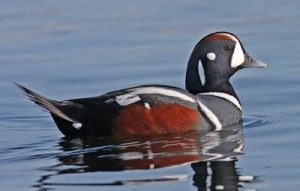 Images of Harlequin Duck