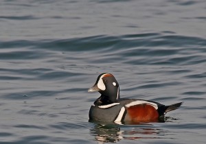 Photos of Harlequin Duck