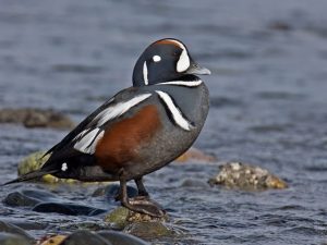Pictures of Harlequin Duck