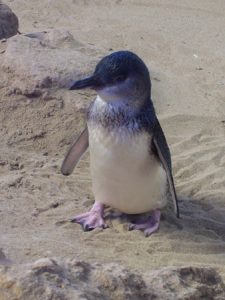 Photos of Little Penguin