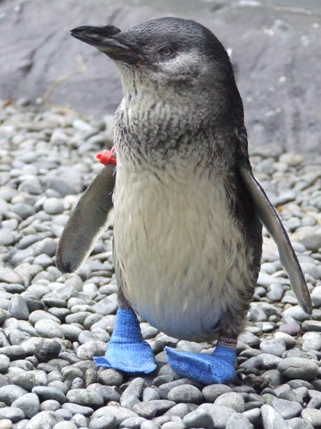 Little Blue Penguin Facts - CRITTERFACTS