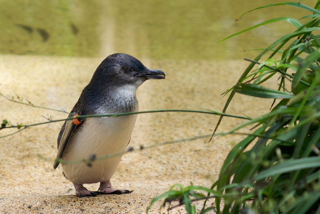 tiny penguins of madagascar cute