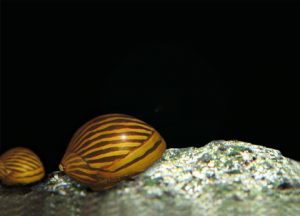 Neritina natalensis Picture