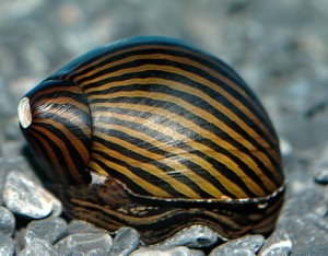 Images of Neritina natalensis