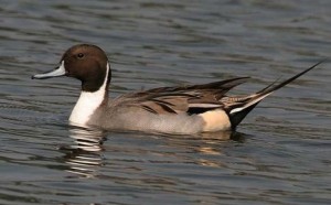 Photos of Northern Pintail