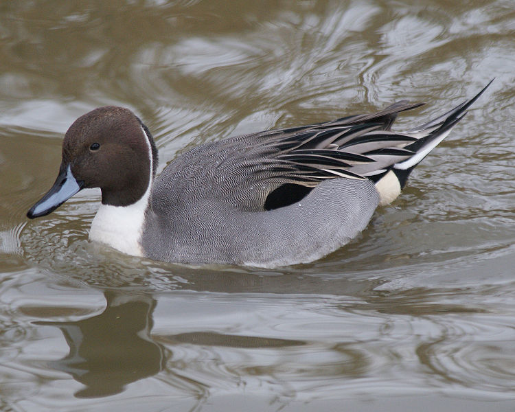 Pictures of Northern Pintail