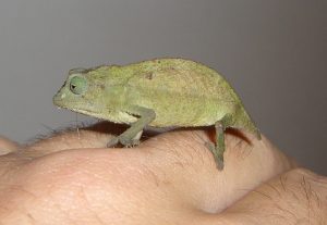 Rhampholeon brevicaudatus Picture