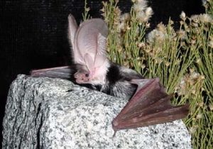 Images of Spotted Bat