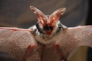 Photos of Spotted Bat