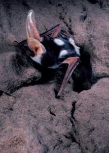 Pictures of Spotted Bat