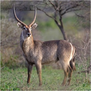 Waterbuck Picture