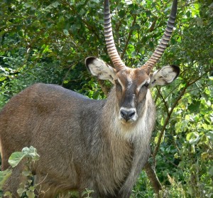 Images of Waterbuck