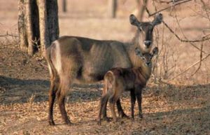 Pictures of Waterbuck