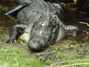 American Alligator Picture