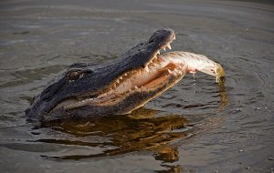 American Alligator Eating Picture