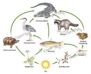 American Alligator Food Chain Photo