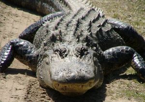 Pictures of American Alligator