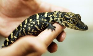 Baby American Alligator Photo