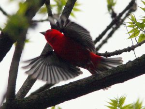 Flying Scarlet Tanager Photo