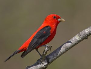 Images of Scarlet Tanager