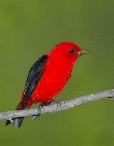 Photos of Scarlet Tanager