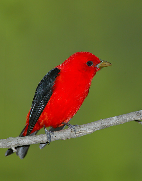 Scarlet Tanager  National Geographic